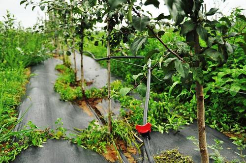 蘋(píng)果園水肥一體化技術(shù)有哪些要點(diǎn)？